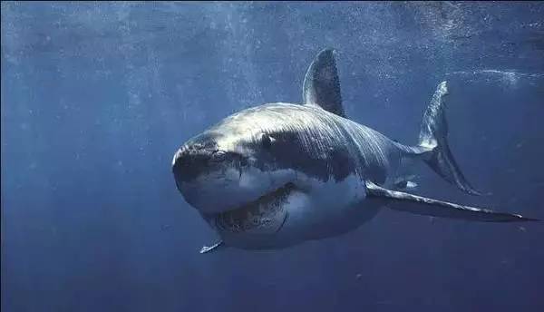 北冰洋发现400岁的格陵兰鲨鱼