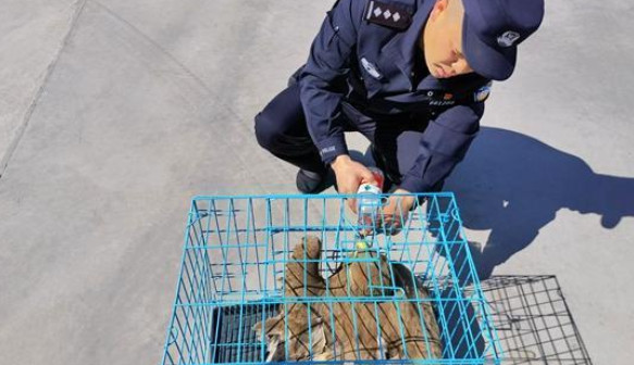 新疆民警成功救助国家一级保护动物金雕1