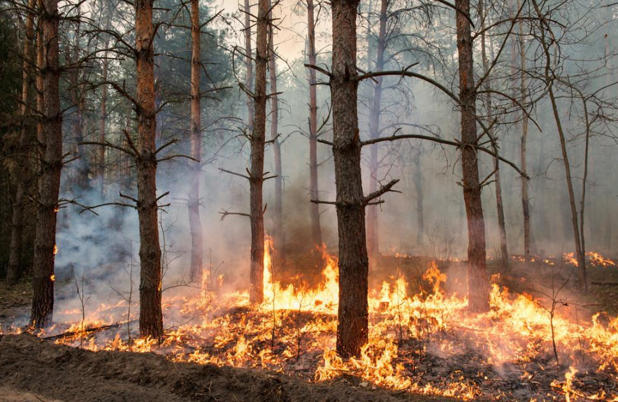 前4月全国共发生森林火灾466起2
