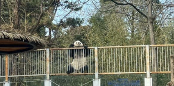 北京动物园一大熊猫翻墙越狱